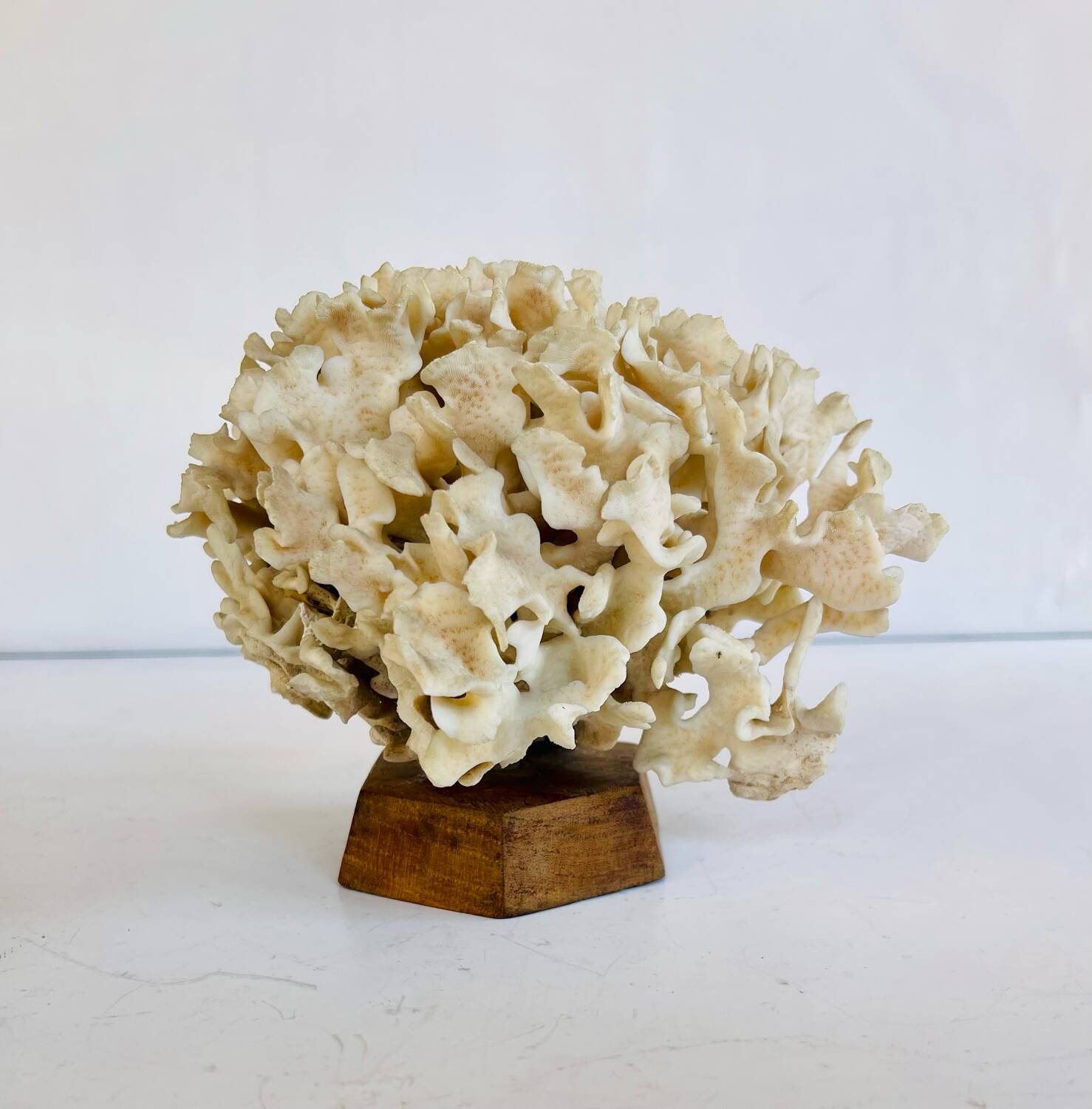 Corail