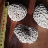 Lot of corals