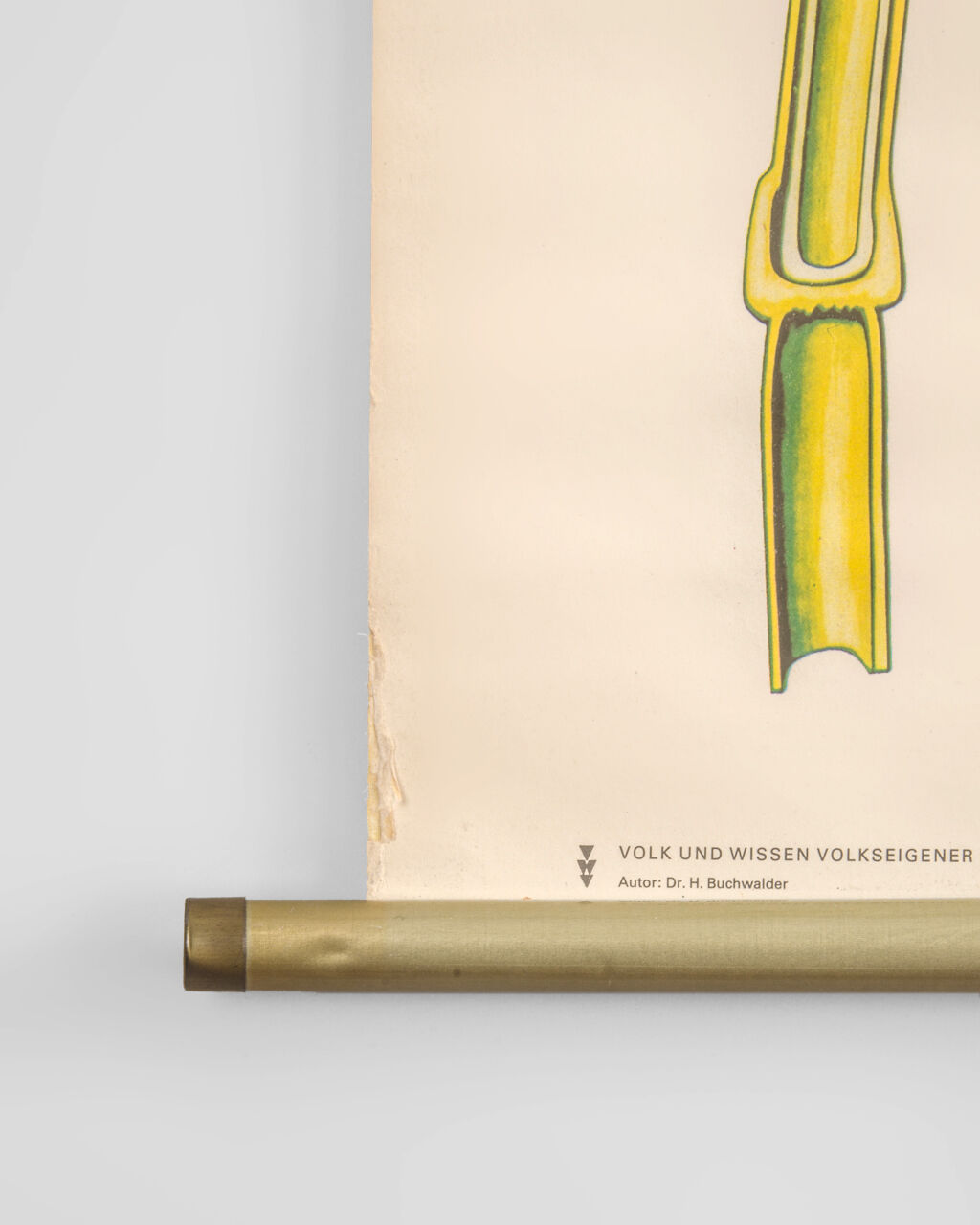 Affiche botanique Volk Und Wissen Volkseigener Verlag