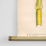 Affiche botanique Volk Und Wissen Volkseigener Verlag