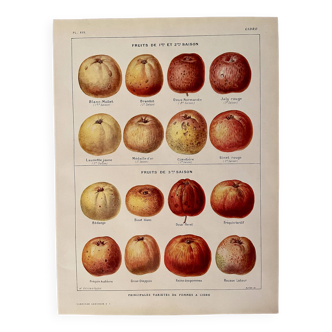 Lithograph on cider apples - 1920