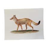 Zoological board