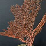 Gorgone Rouge XXL Wooden Base. H: 47 cm | Decorative Object l PlaceOdd