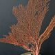 Gorgone Rouge XXL Wooden Base. H: 47 cm | Decorative Object l PlaceOdd