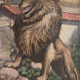 Come on Poupoule! Come ! ...1903