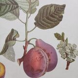 Plum plum botanical poster
