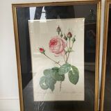 Pair of gilded wooden botanical frames from the 70s