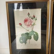 Pair of gilded wooden botanical frames from the 70s