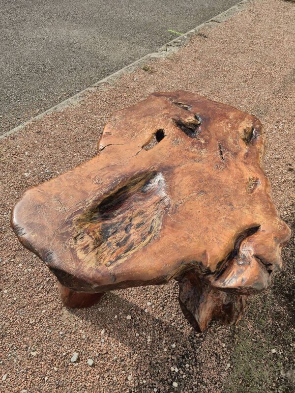 Table basse Brutaliste racine tronc d'arbre en Orme massif 1950s
