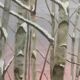 Birch forest painting Masako Villard