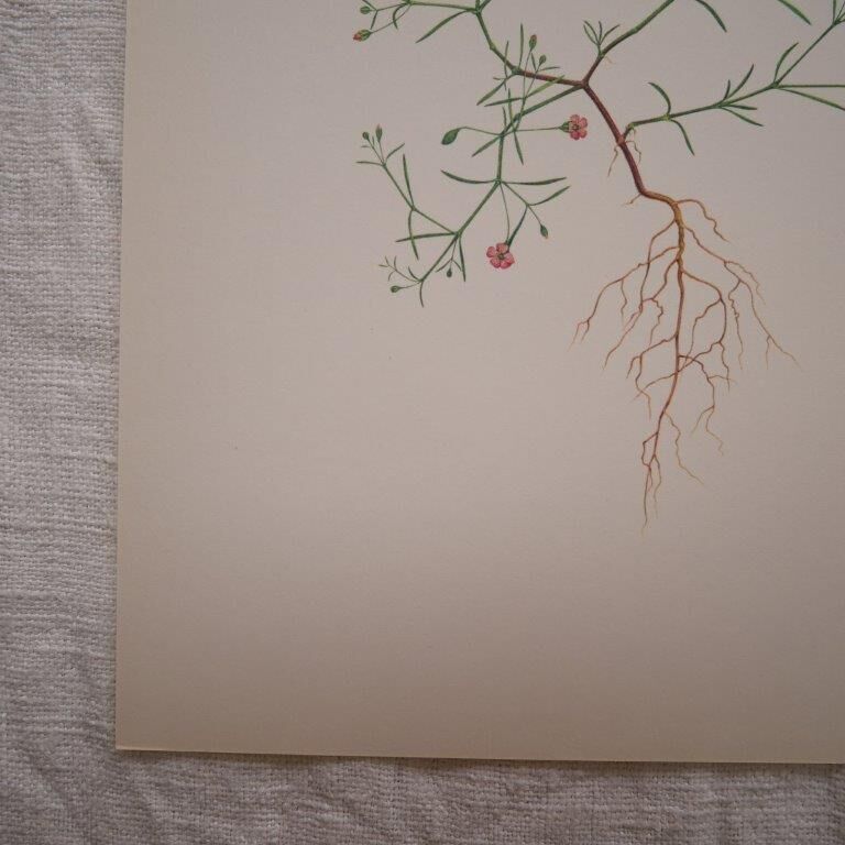 Botanical plate Gypsophila of the walls