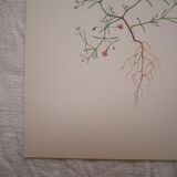 Botanical plate Gypsophila of the walls