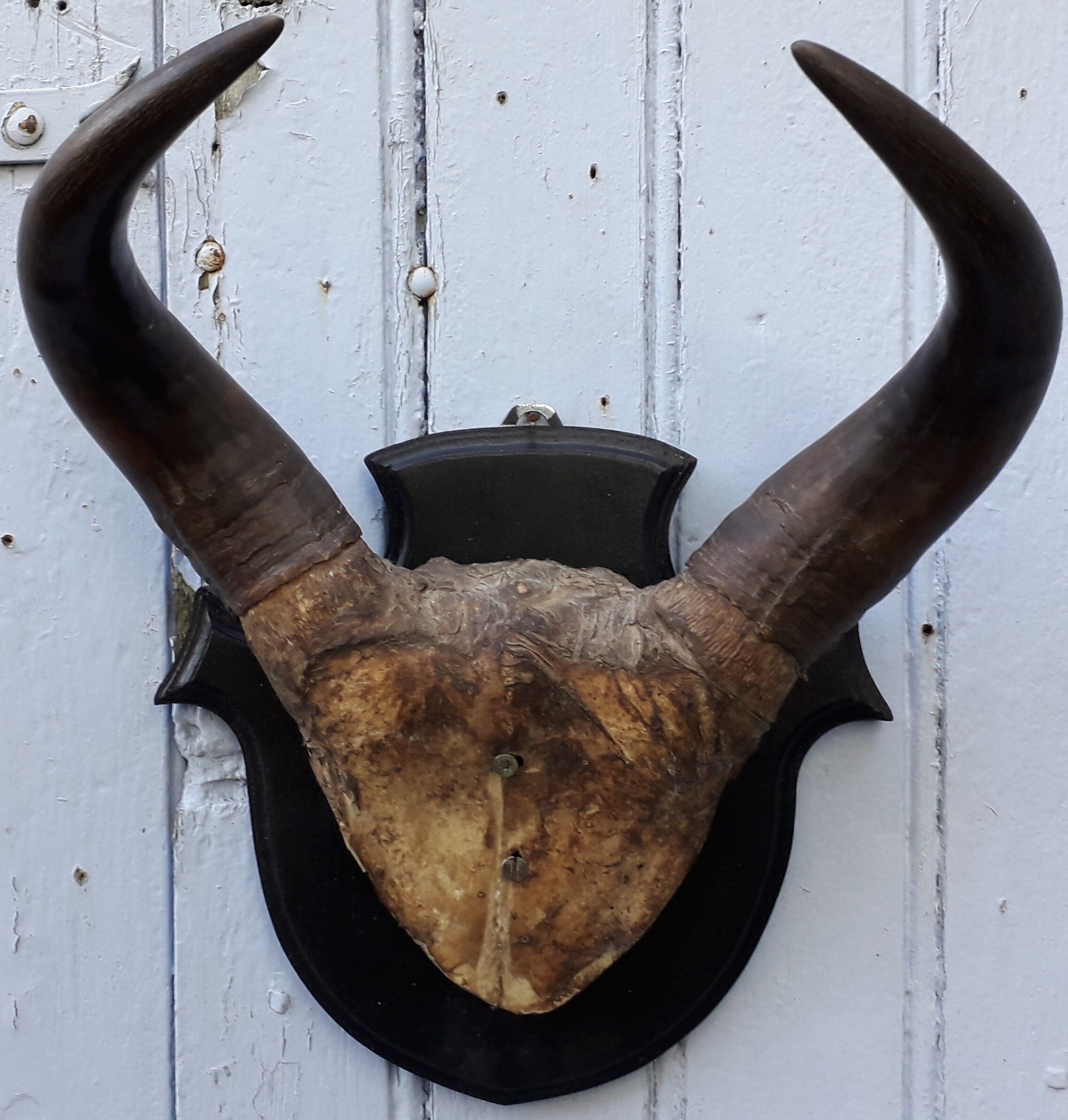 Buffalo massacre trophy