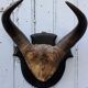 Buffalo massacre trophy