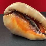 Shell: conch? reunion island - 18 x 12 x 12 cm