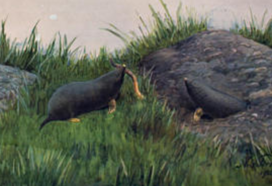 Affiche "Taupe et chauve-souris" grille éducative Antique lithographie de 1910