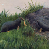 Affiche "Taupe et chauve-souris" grille éducative Antique lithographie de 1910