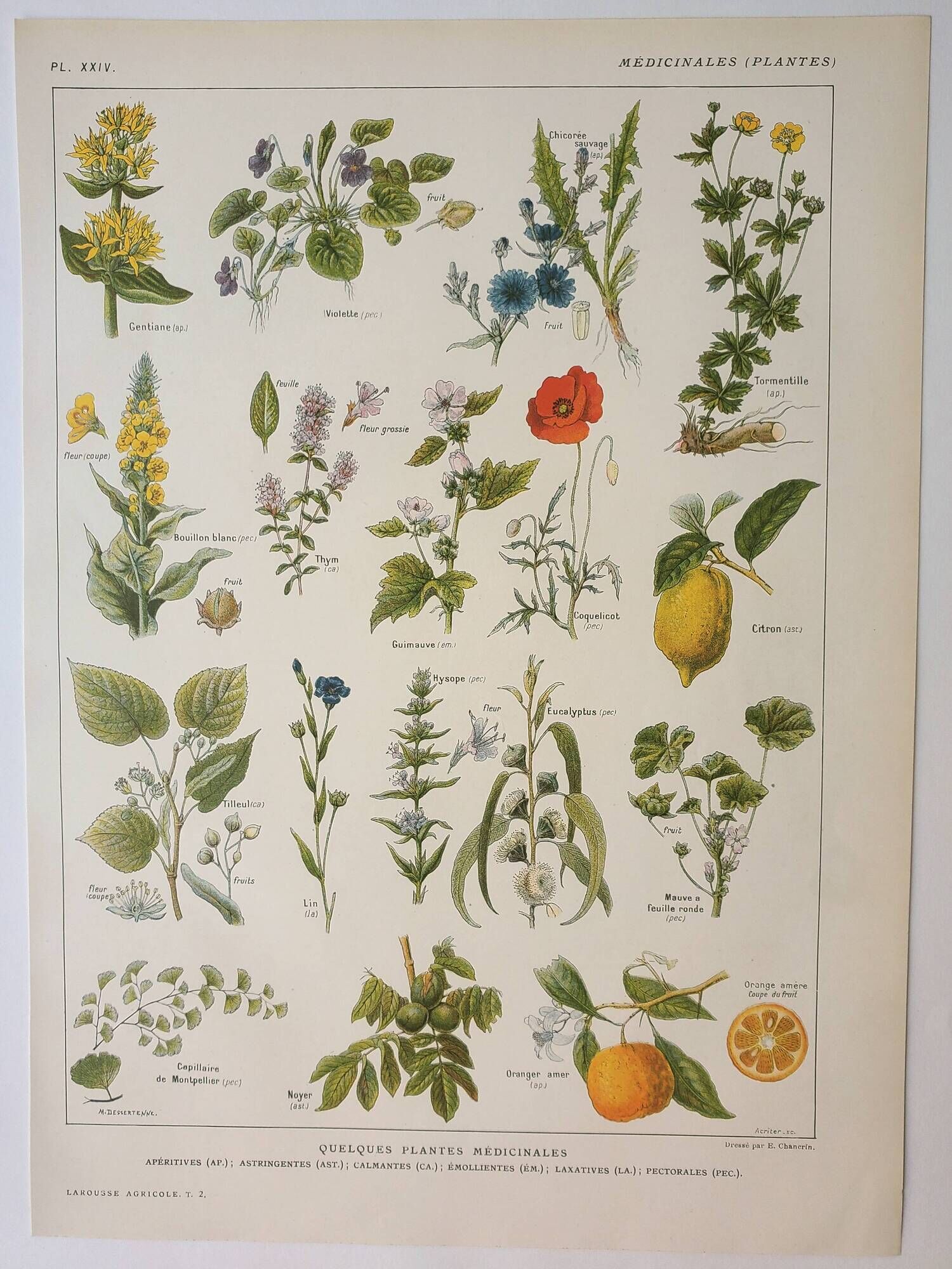 Old engraving 1922, Medicinal plants 1, flowers and plants, flora • Lithograph, Original plate