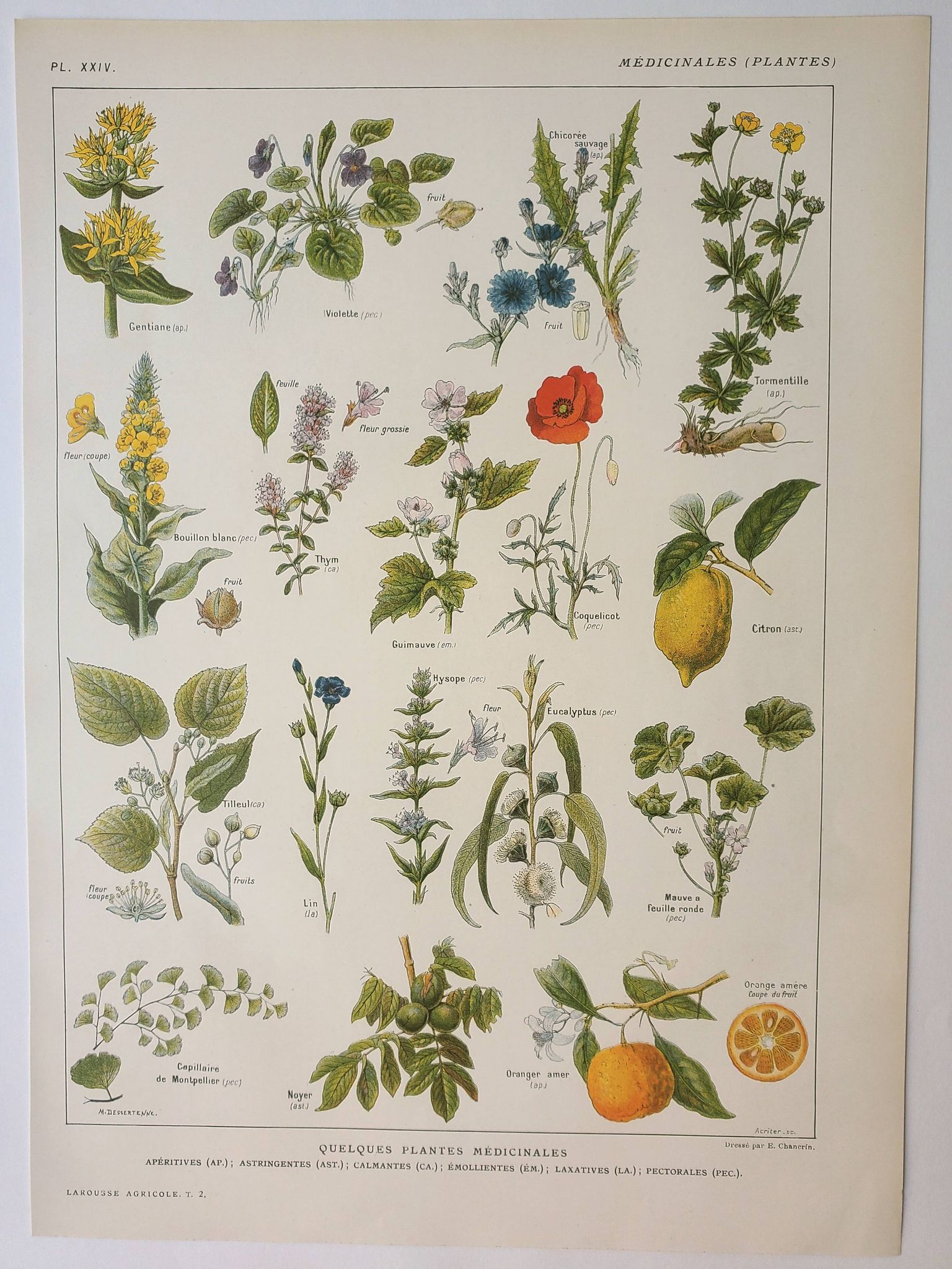 Old engraving 1922, Medicinal plants 1, flowers and plants, flora • Lithograph, Original plate