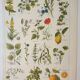 Old engraving 1922, Medicinal plants 1, flowers and plants, flora • Lithograph, Original plate