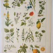 Old engraving 1922, Medicinal plants 1, flowers and plants, flora • Lithograph, Original plate