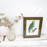 Engraving oiseua parrot the amazon male jacques barraband