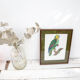 Engraving oiseua parrot the amazon male jacques barraband