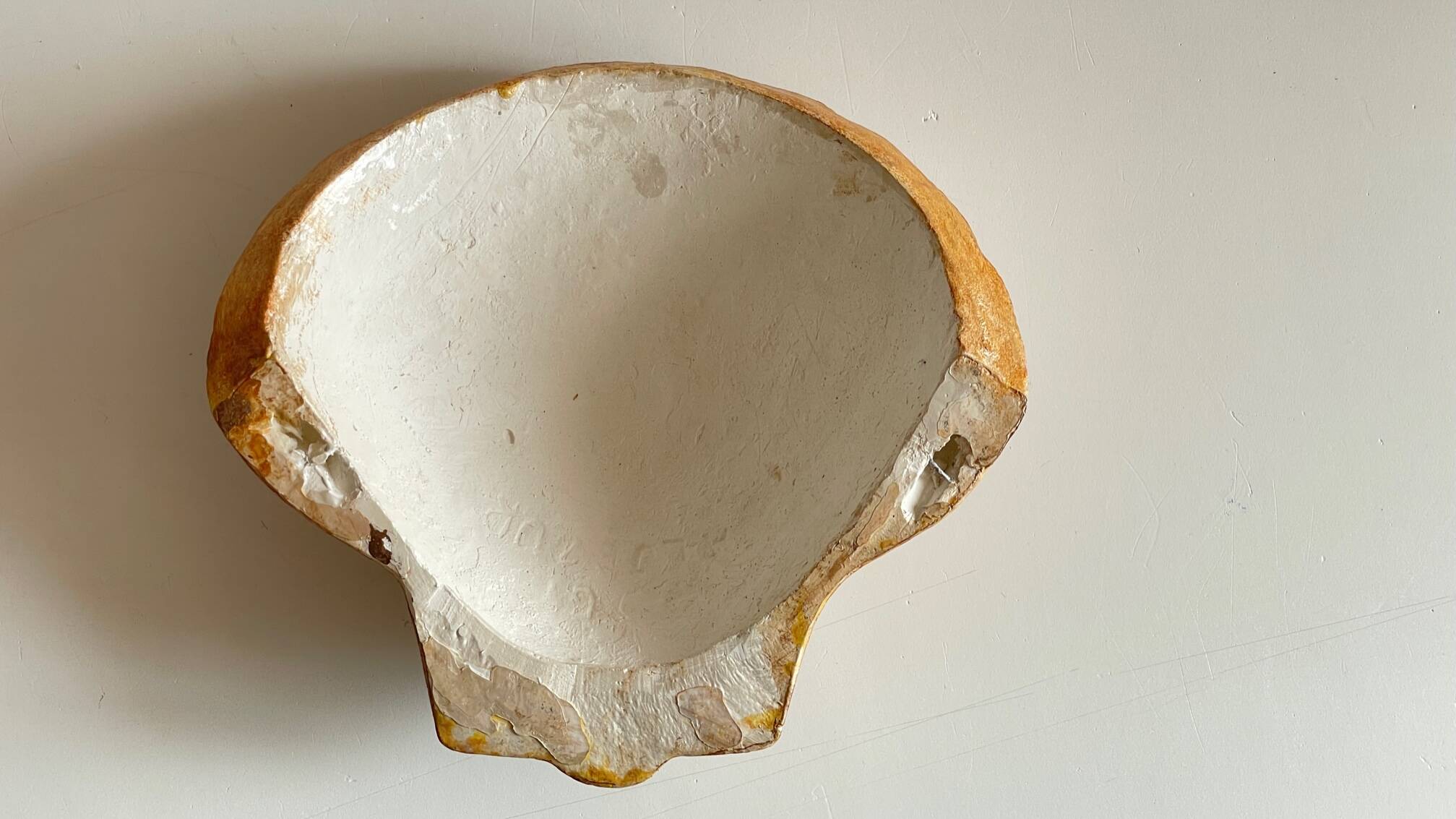 Shell wall enameled by aljezur