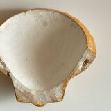 Shell wall enameled by aljezur