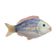 Plat poisson barbotine