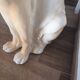 Chien Berger Allemand en faïence