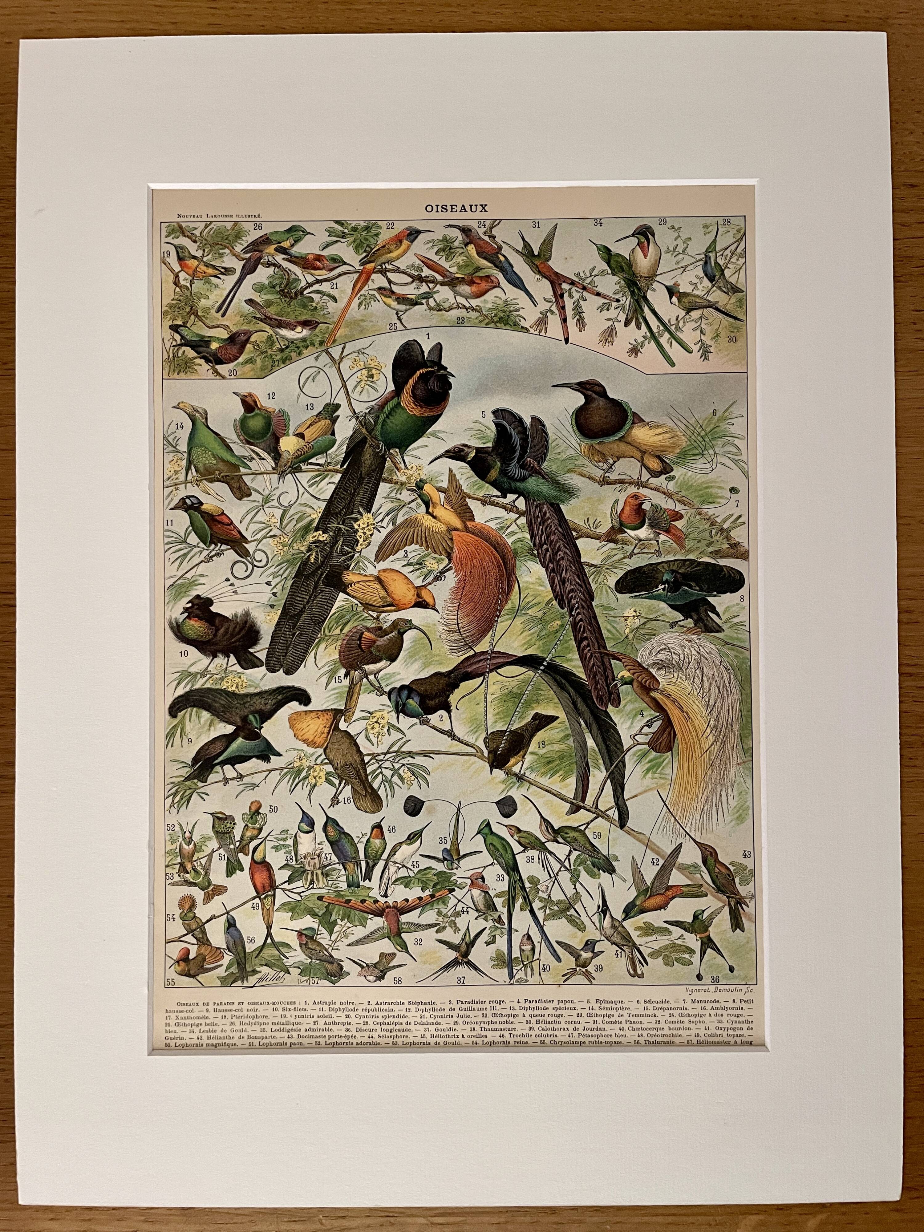 Lithographie sur les oiseaux (oiseaux de paradis) - 1900