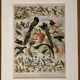 Lithographie sur les oiseaux (oiseaux de paradis) - 1900
