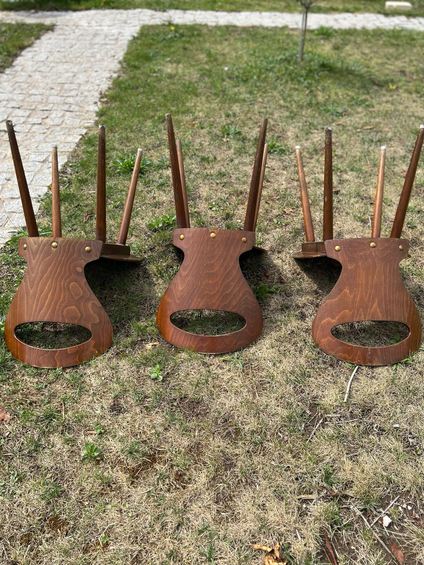 Baumann chair model Ants