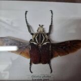 Giant goliathus beetle stuffed