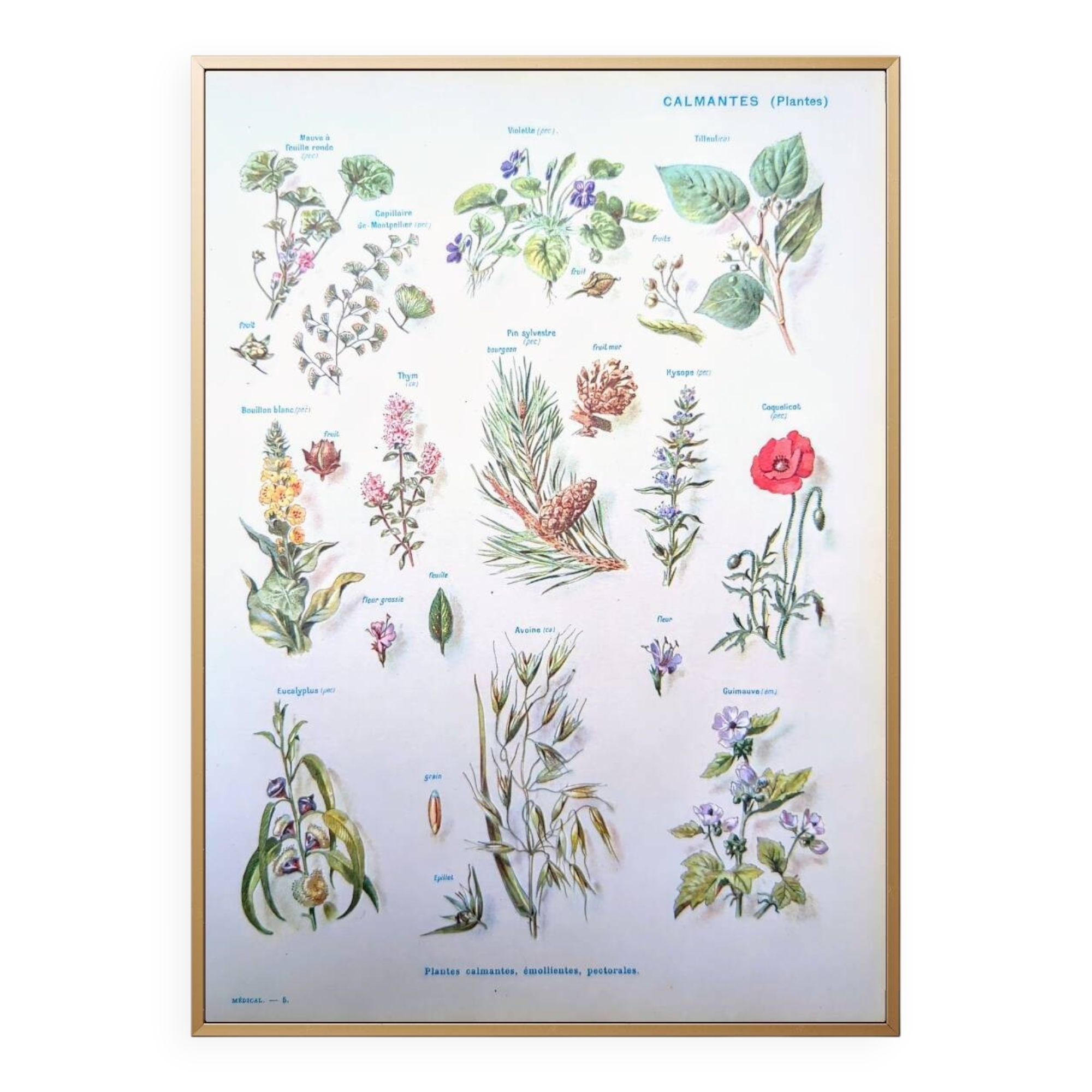 Printed in 1954, calming plants.