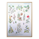 Printed in 1954, calming plants.