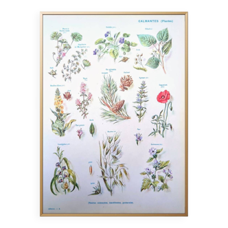 Printed in 1954, calming plants.