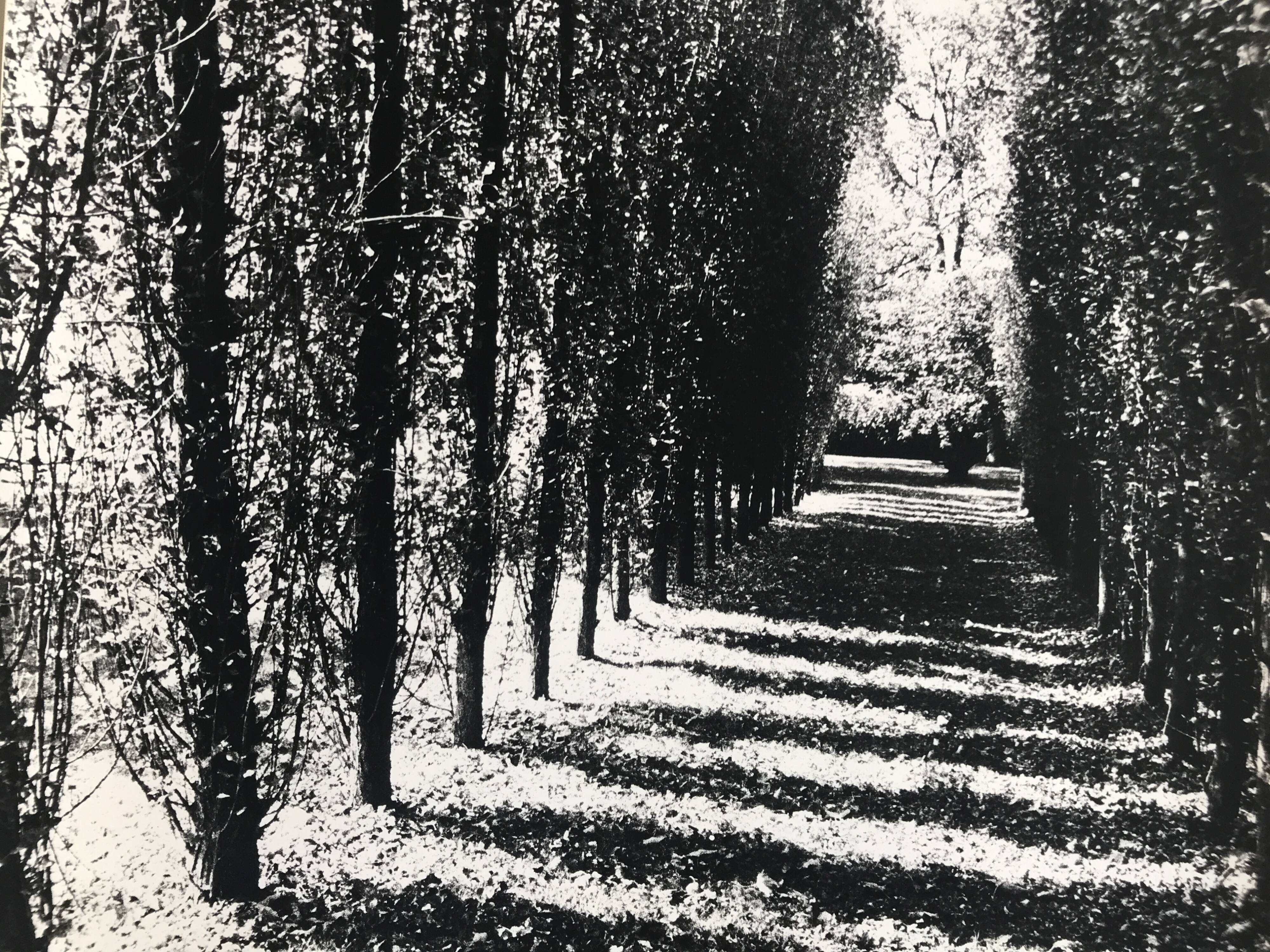 Rosine nusimovici, untitled (poplars), c 1980. black and white silver print
