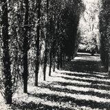Rosine nusimovici, untitled (poplars), c 1980. black and white silver print