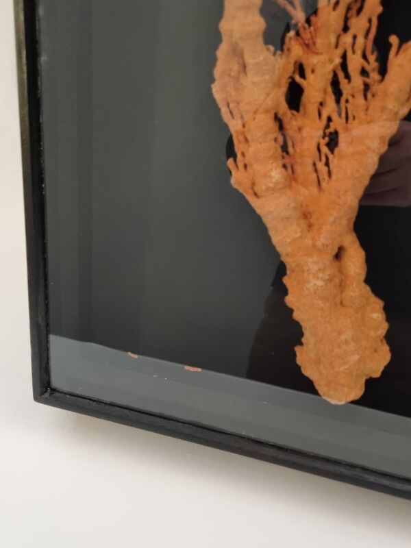 Corail orange, ''Gorgone'' encadré sous verre, 60 cm