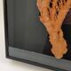 Orange coral, "Gorgon" framed under glass, 60 cm