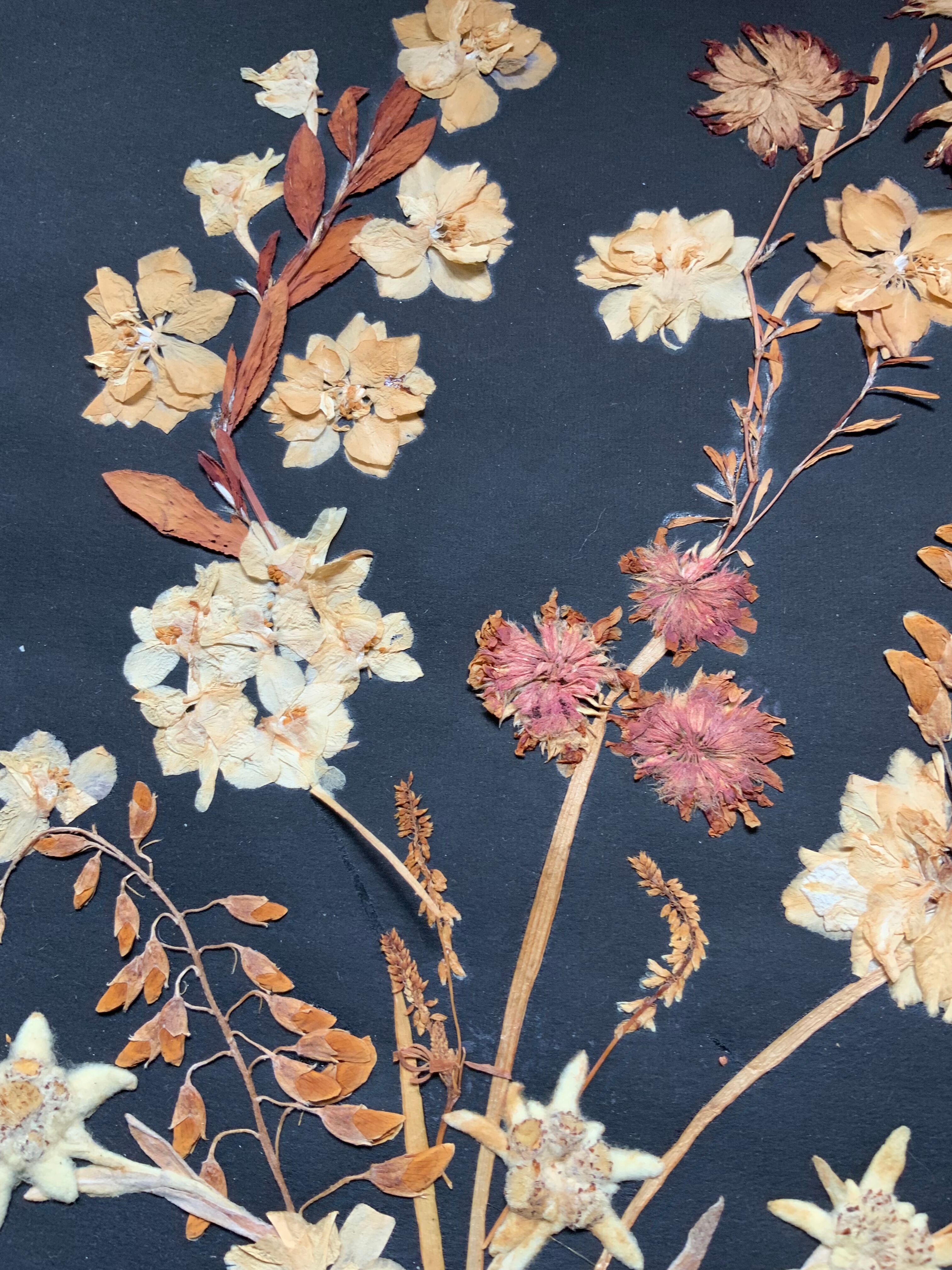 Herbarium ancient natural composition in flower and grass under glass