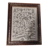 Gravure XIXème squelettes mammifères