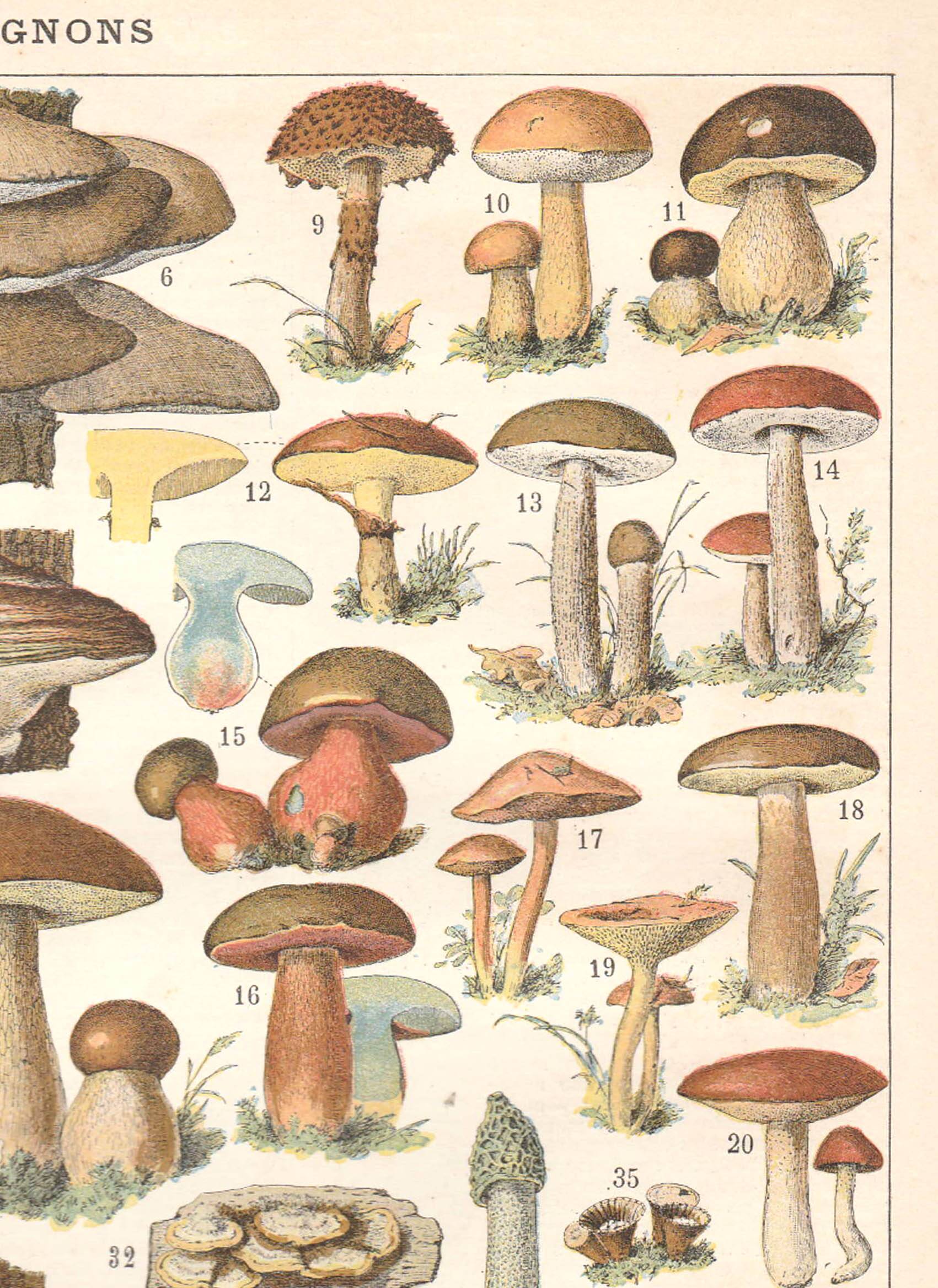Lithograph plate mushrooms 1900