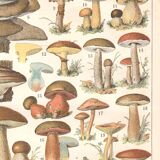 Planche lithographie champignons 1900