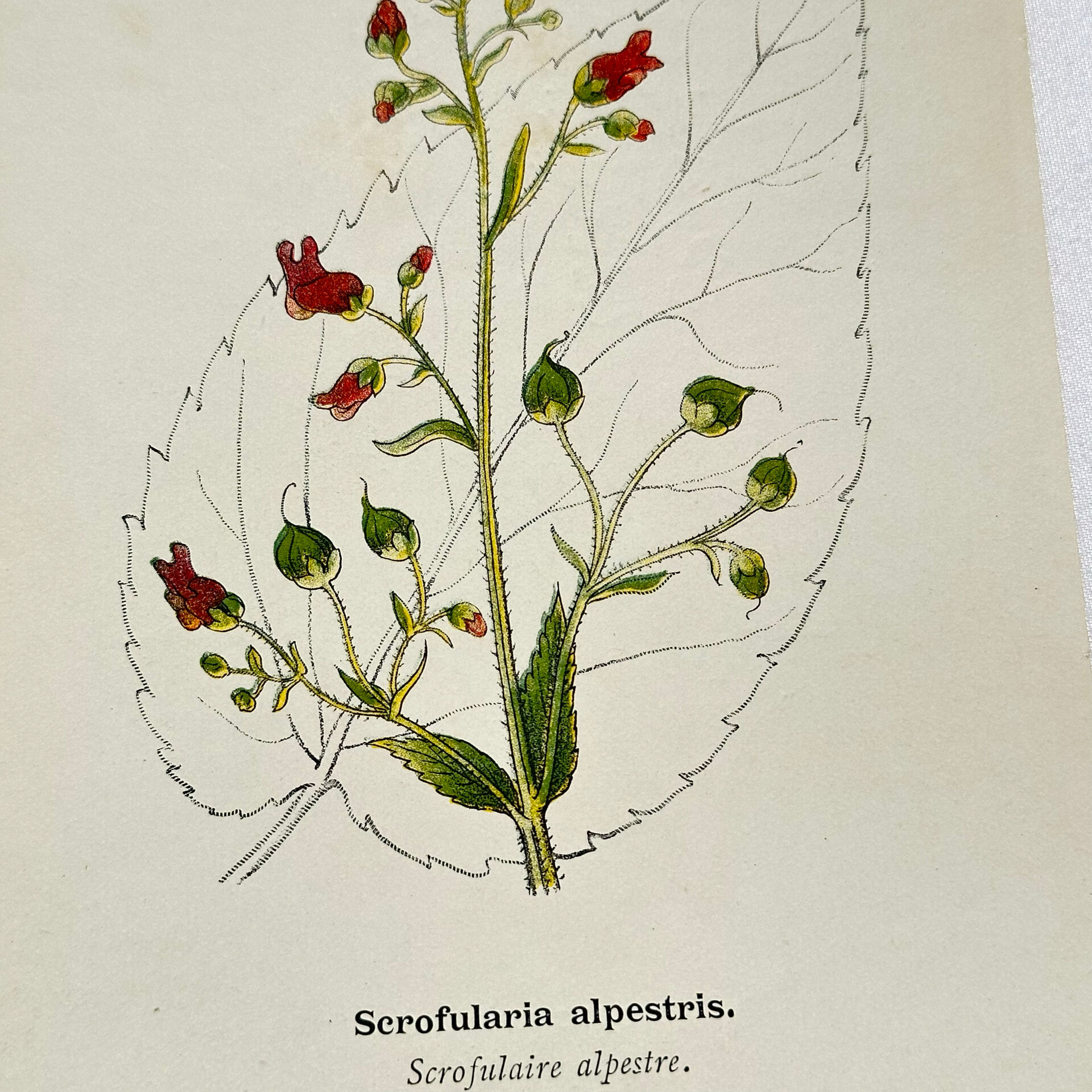 19th-century botanical engraving, double-sided, hand-coloured, naturalist work.