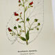 19th-century botanical engraving, double-sided, hand-coloured, naturalist work.