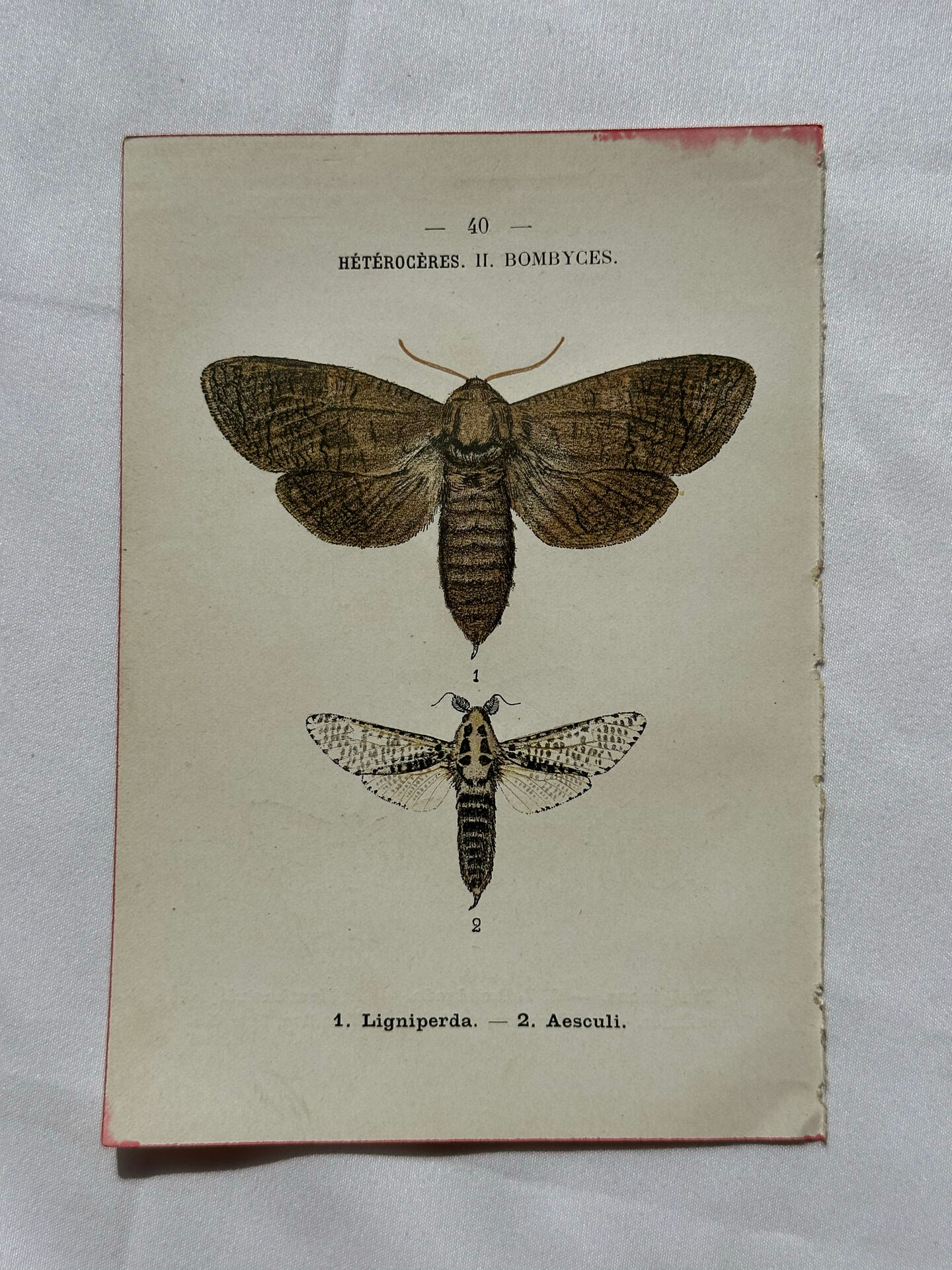Gravure naturaliste  Papillon 19eme affiche botanique originale 1800
