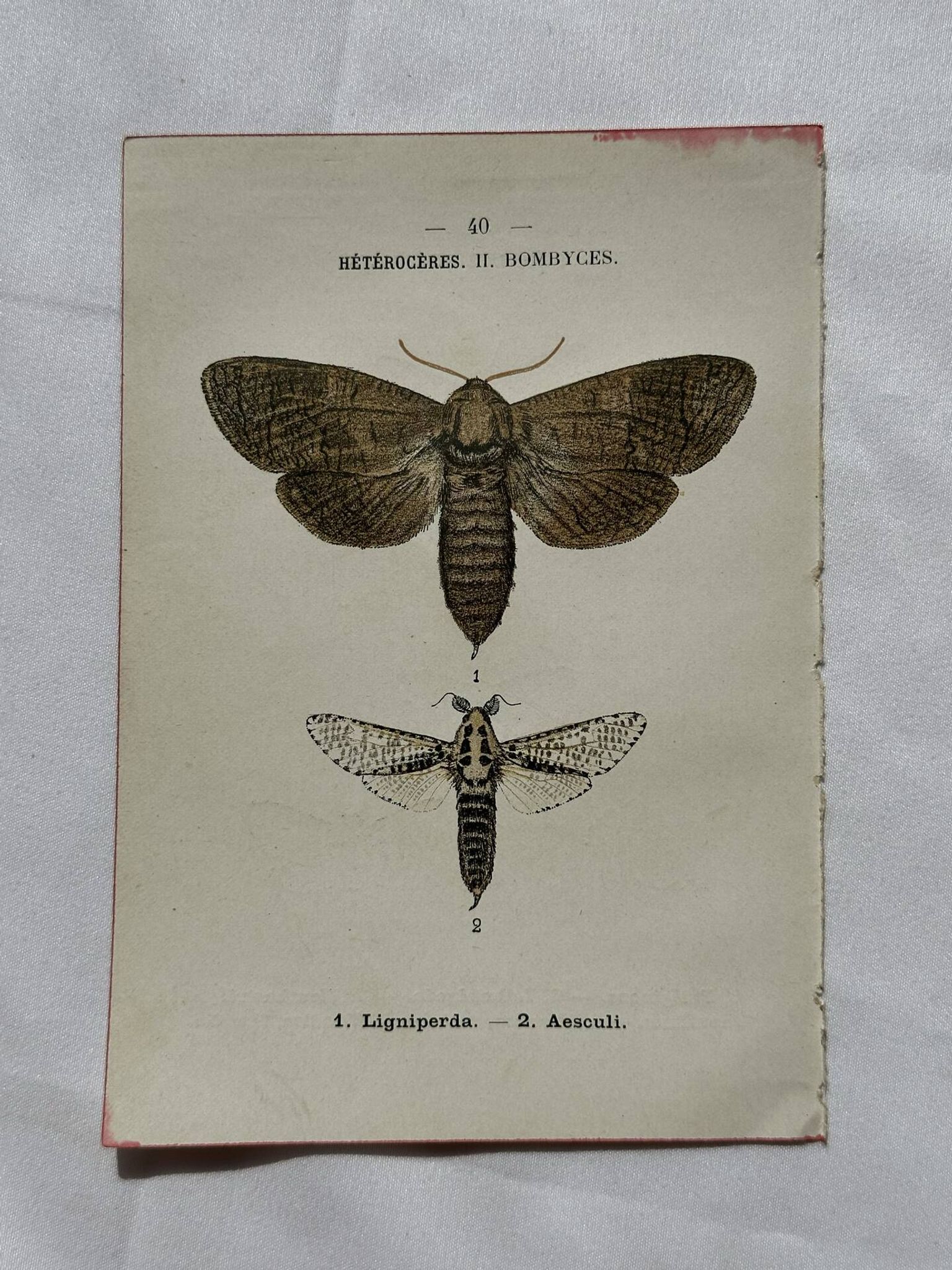 Naturalist engraving Butterfly 19th-century original botanical poster 1800